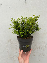 Ilex crenata Dark Green 9cm / 1L -