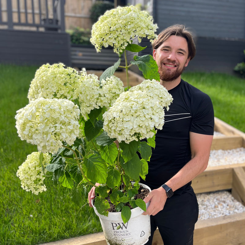 Hydrangea arborescens 'Incrediball' / 'Strong Annabelle' 3L / 5L / 7.5L / 10L / 20L -