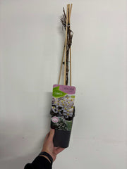 Clematis montana 'Tetrarose' 60cm