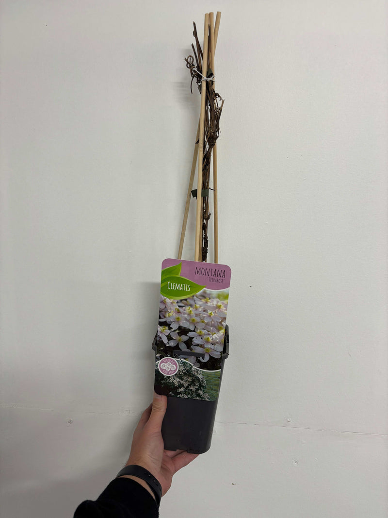 Clematis montana 'Tetrarose' 60cm