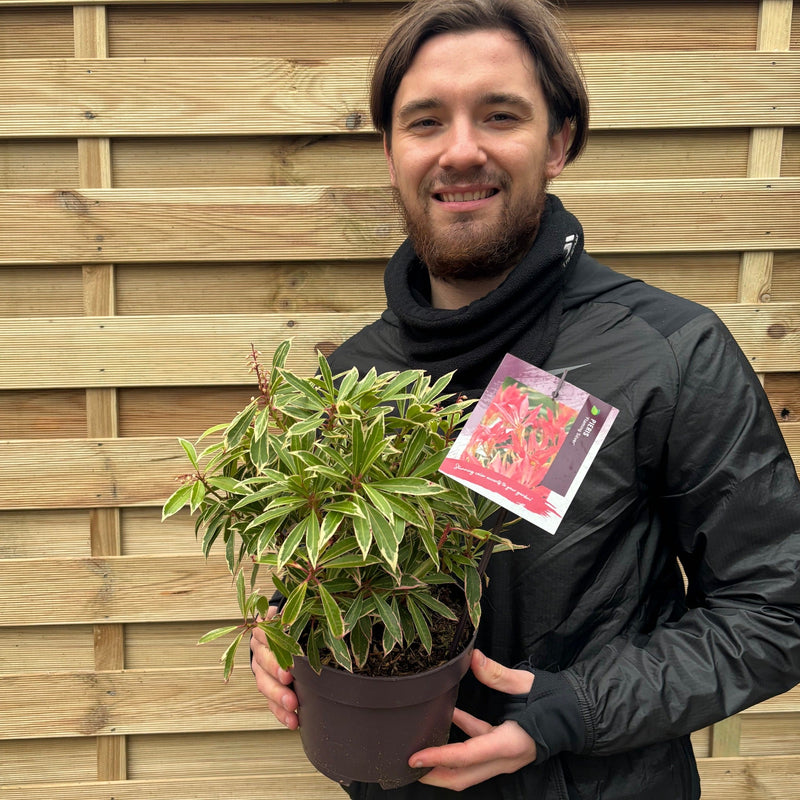 Pieris Japonica ‘Flaming Silver’ 9cm-3L -