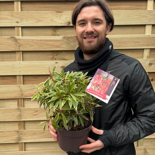 Pieris Japonica ‘Flaming Silver’ 9cm-3L -