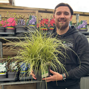 Carex brunnea 'Variegata' 3L -
