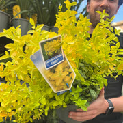 Euonymus fortunei 'Goldy' 5L -