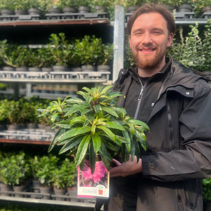 Rhododendron 'Graziella' 3L / 5L -