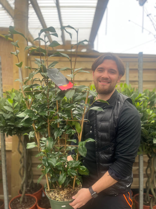 Camellia 'Adeyaka' 5L (100cm) -