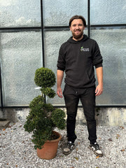 Ilex crenata bonsai -