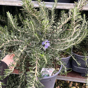 Rosmarinus officinalis 'Prostratus Group' 9cm-2L -