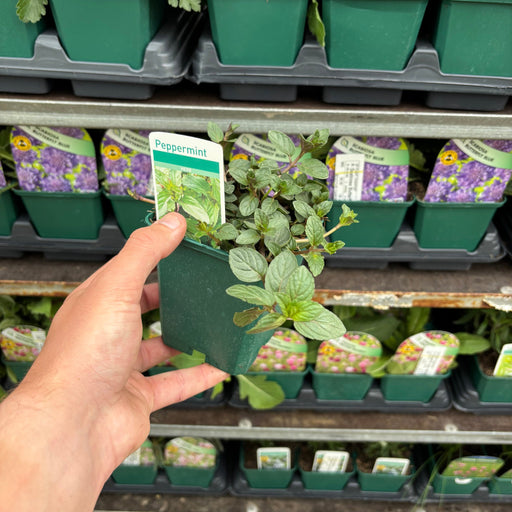 Mint - Pepper Mint 9cm / 1.5L -