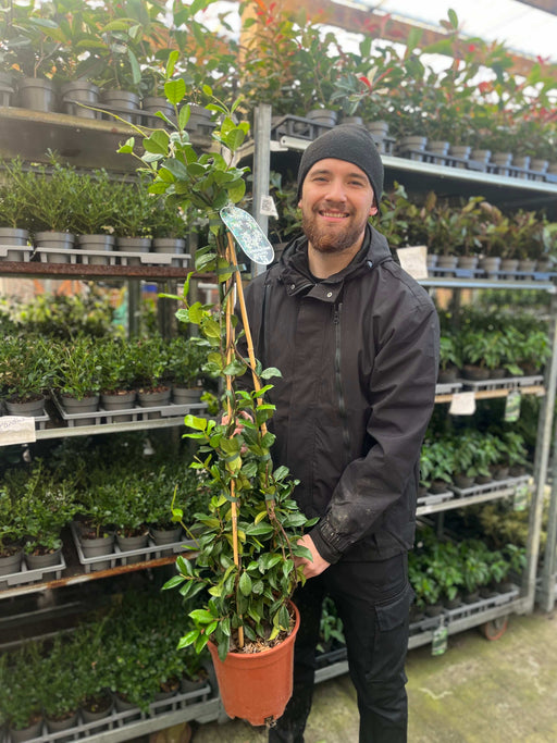 Trachelospermum jasminoides | Evergreen Star Jasmine Cone -