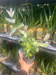 Salix integra 'Flamingo' Shrub 9cm / 1L / 1.5L -