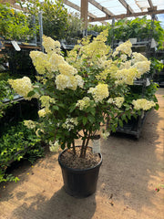 Hydrangea paniculata 'Vanille Fraise' 9cm / 2L / 3L -