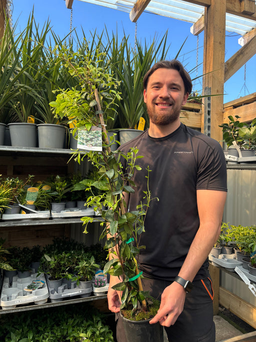 Evergreen Star Jasmine | Trachelospermum jasminoides | Climber -