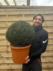 Yew Ball - Taxus Baccata Ball 6L / 7L / 10L / 22L -