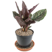 Expanded Clay Aggregate, KERAMZYT, Grade 4-8mm - Home & Garden > Lawn & Garden > Gardening > Sands & Soils