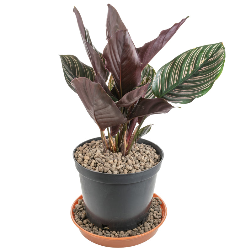 Expanded Clay Aggregate, KERAMZYT, Grade 4-8mm - Home & Garden > Lawn & Garden > Gardening > Sands & Soils