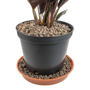 Expanded Clay Aggregate, KERAMZYT, Grade 4-8mm - Home & Garden > Lawn & Garden > Gardening > Sands & Soils