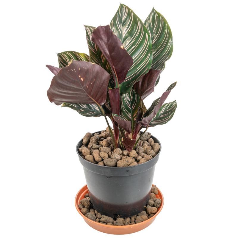 Expanded Clay Aggregate, KERAMZYT, Grade 8-16mm - Home & Garden > Lawn & Garden > Gardening > Sands & Soils