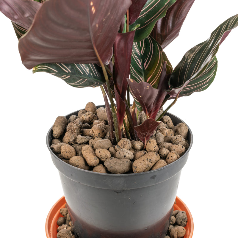 Expanded Clay Aggregate, KERAMZYT, Grade 8-16mm - Home & Garden > Lawn & Garden > Gardening > Sands & Soils