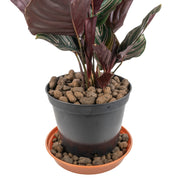 Expanded Clay Aggregate, KERAMZYT, Grade 8-16mm - Home & Garden > Lawn & Garden > Gardening > Sands & Soils