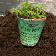 Coco Coir, Natural Growing Pot - Home & Garden > Lawn & Garden > Gardening > Sands & Soils