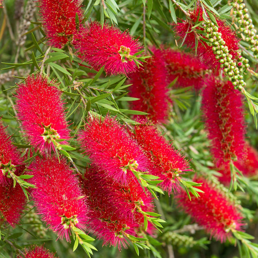 Standard Callistemon 'Kingpark' (Bottle Brush) 4L (90-100cm) -