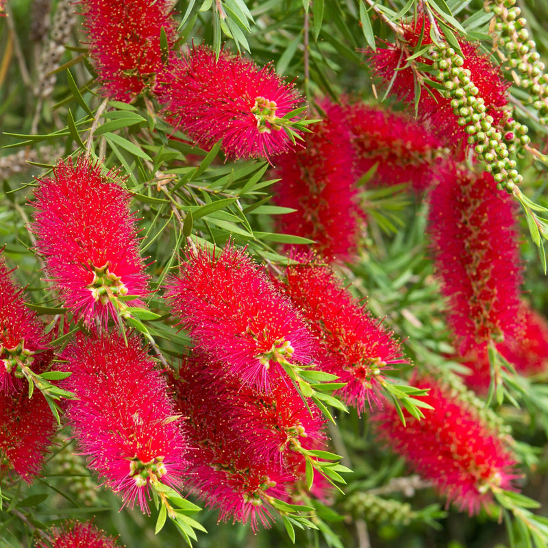 Standard Callistemon - Bottle Brush (70-80cm) -
