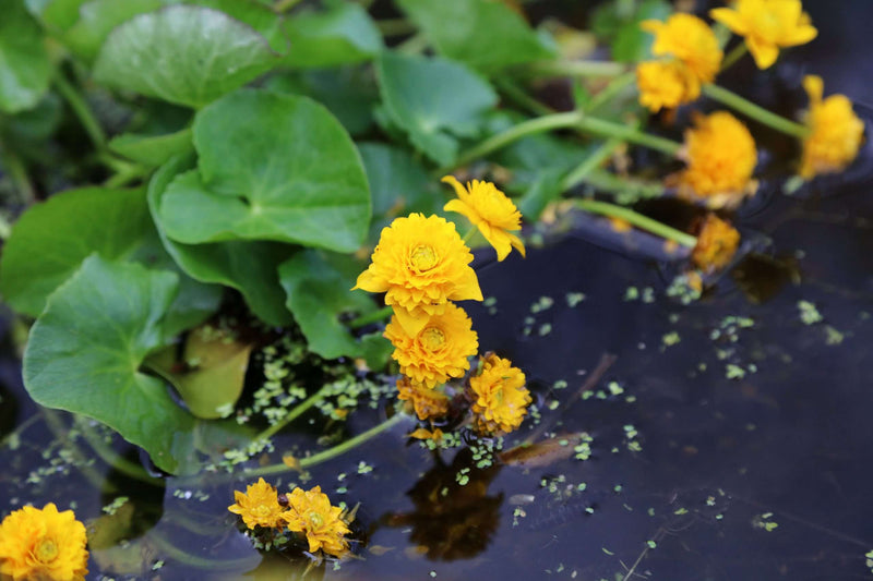 Caltha palustris plena (Double marsh marigold) - Marginal Pond Plants - MP017