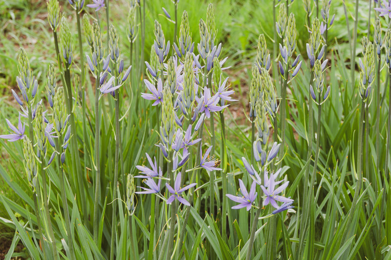 Camassia esculenta ‘Quamash’ - BP020 Packs