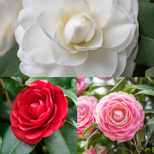 Camellia japonica 'Three Sisters' 90-100cm -