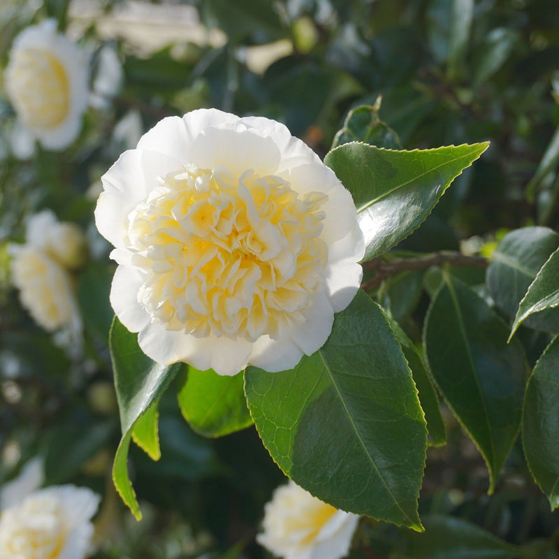 Camellia japonica 'Nobilissima' 9cm, 20-30cm height -