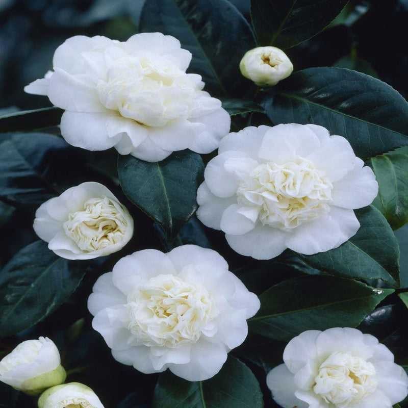 Camellia japonica 'Nobilissima' 9cm, 20-30cm height -