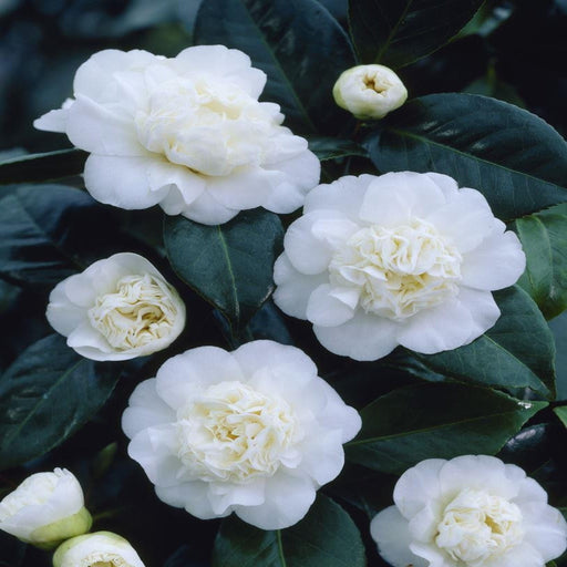 Camellia japonica 'Nobilissima' 9cm, 20-30cm height -