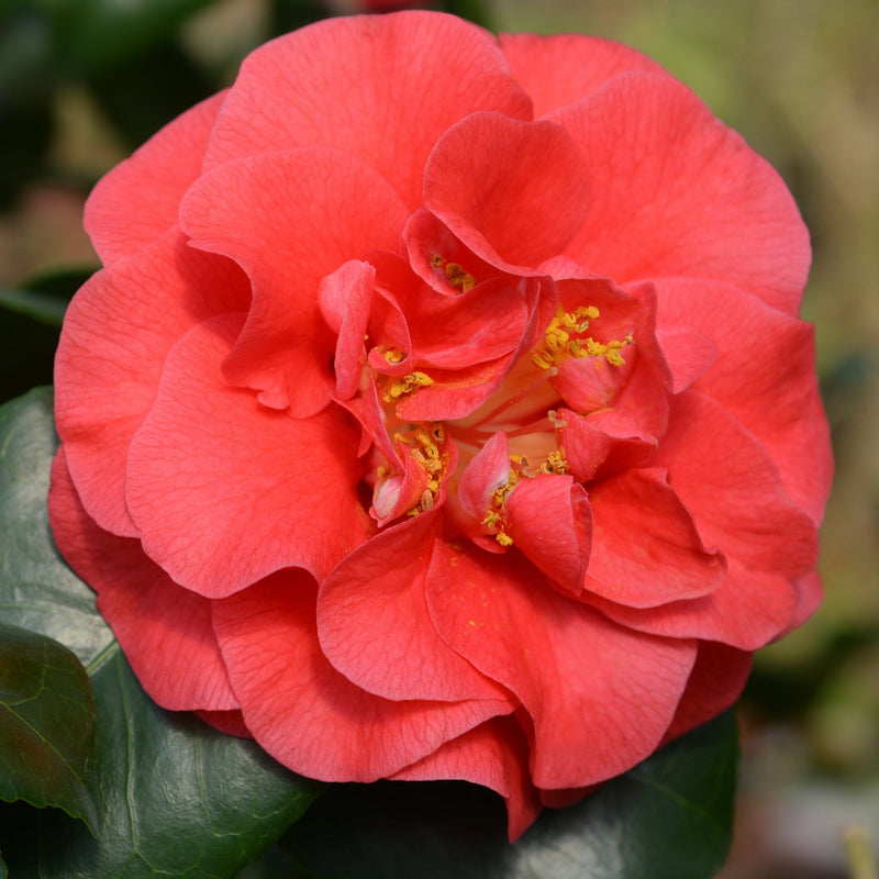 Camellia japonica 'Lady Campbell' 3L -