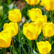 Tulip 'Candela' (4 Bulbs) -