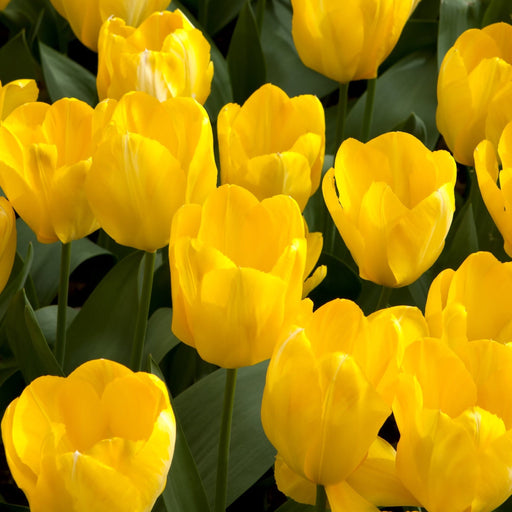 Tulip 'Candela' (4 Bulbs) -