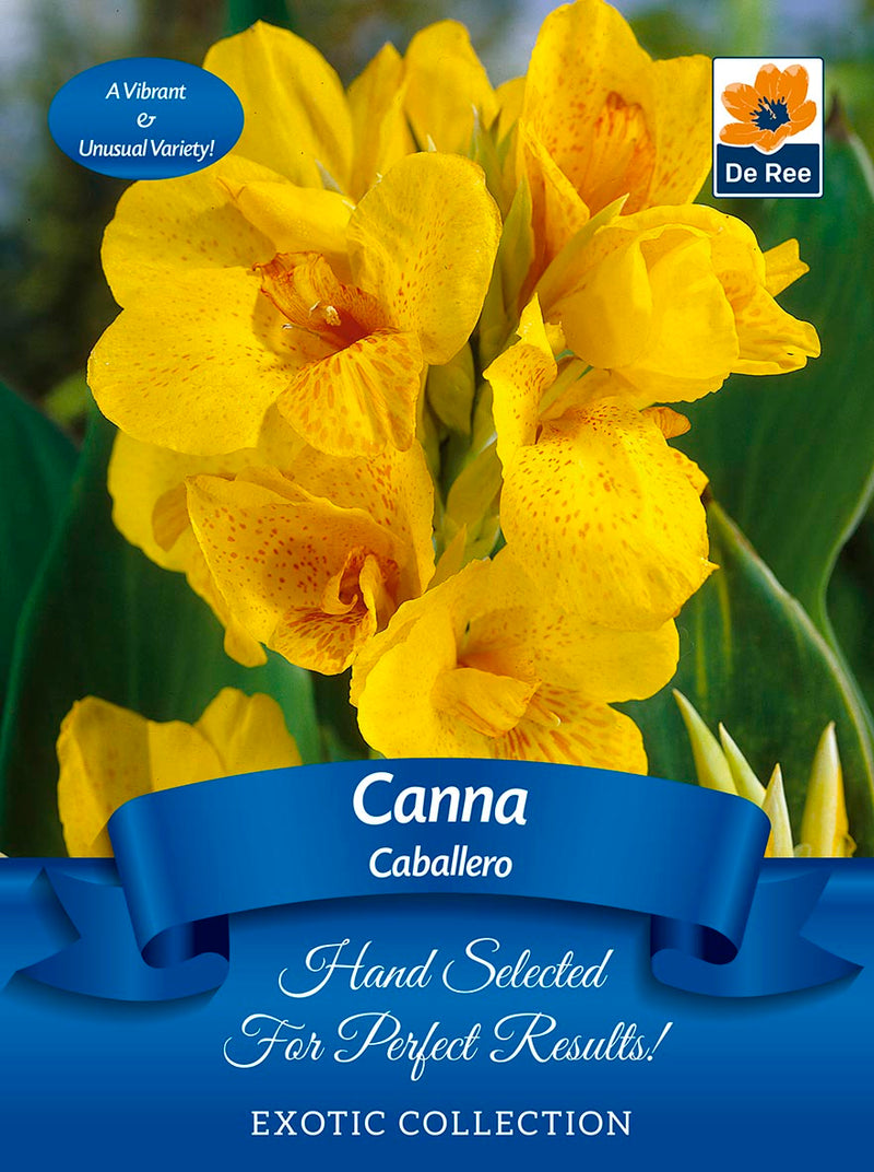 Canna 'Caballero' | Exotic Collection | 1 Bulb -