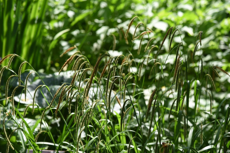 Carex Flacca - BP022 Packs