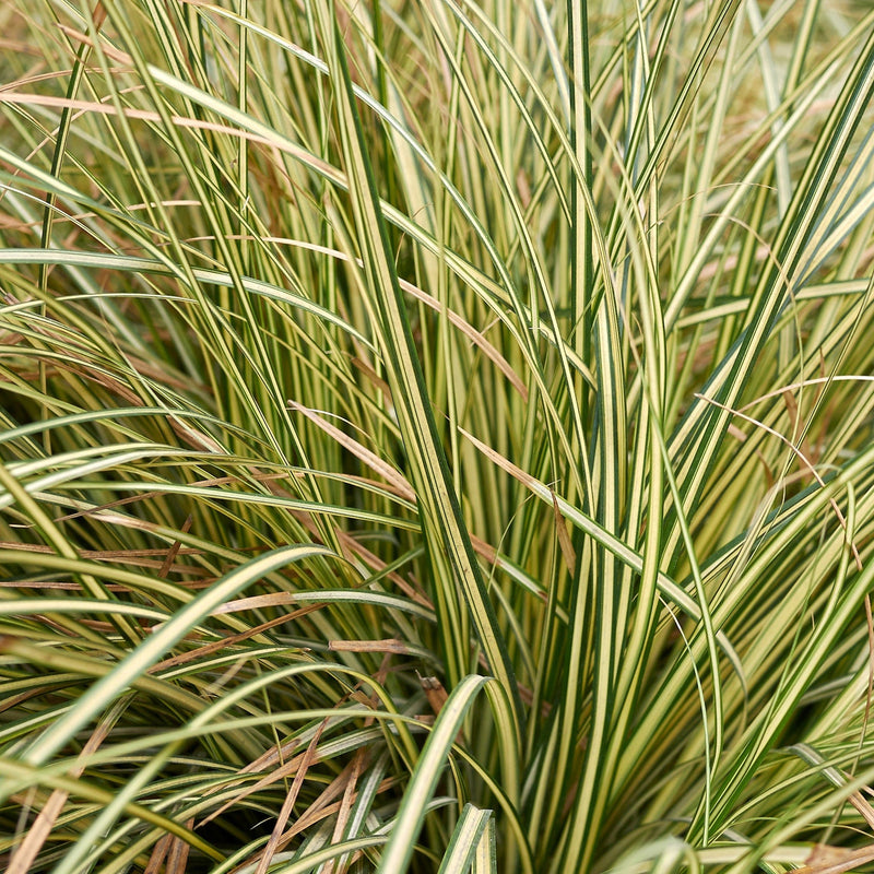 Carex Grass Oshimensis - 'Evergold' 2L -
