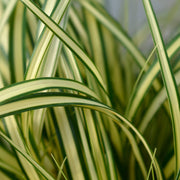 Carex oshimensis 'Eversheen' ornamental grass 1L -