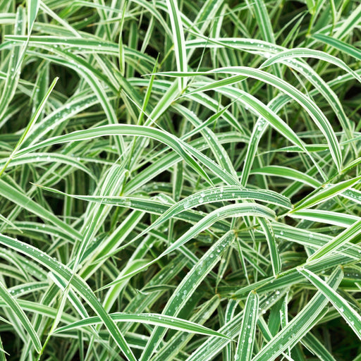 Carex - Everest | Ornamental Grass 9cm / 1L / 2L -