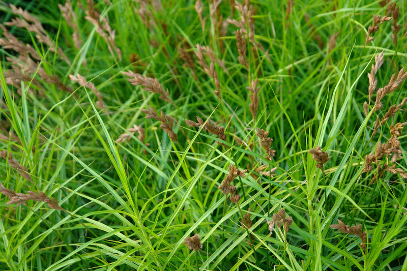 Carex muskingumensis (Musk sedge) - MP023 Packs