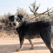 Carhartt P000347 Nylon Duck Dog Leash - DOG ACCESSORIES