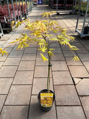 Acer palmatum 'Cascade Citrine' Standard (100cm) -