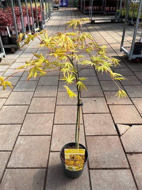 Acer palmatum 'Cascade Citrine' Standard (100cm) -