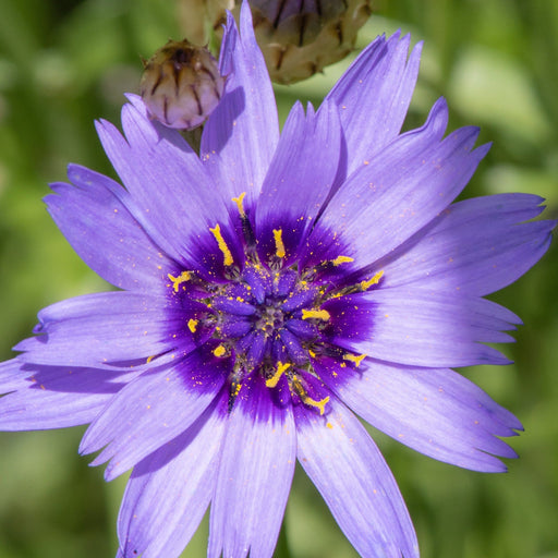 Catananche caerulea 9cm/2L -