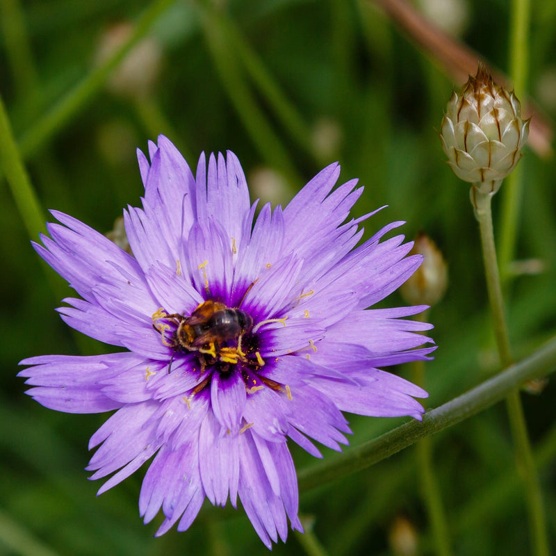 Catananche caerulea 9cm/2L -