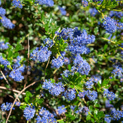 Ceanothus 'Spring Party' (Californian Lilac) 2L -