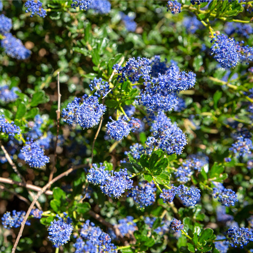 Ceanothus 'Spring Party' (Californian Lilac) 2L -