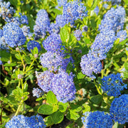 Ceanothus 'Victoria' (Californian Lilac) 9cm/2L/5L/10L -